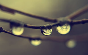 macro shot photography of water drop